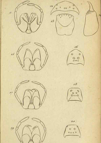 Reproducción/Reproduction 9355907137: Tableau des aranéïdes .... Paris,Impr. de Dentu,1805.