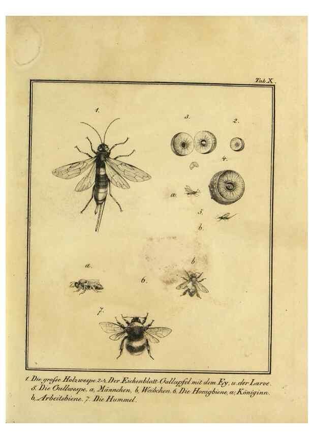 Reproducción/Reproduction 9305465673: Naturhistorische Beschreibung der Insekten.. München,Im verlage der lithographischen Kunst-Anstalt,1822.