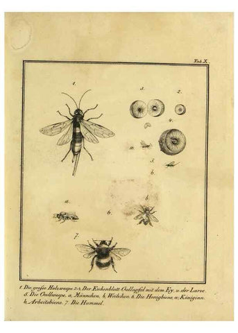 Reproducción/Reproduction 9305465673: Naturhistorische Beschreibung der Insekten.. München,Im verlage der lithographischen Kunst-Anstalt,1822.