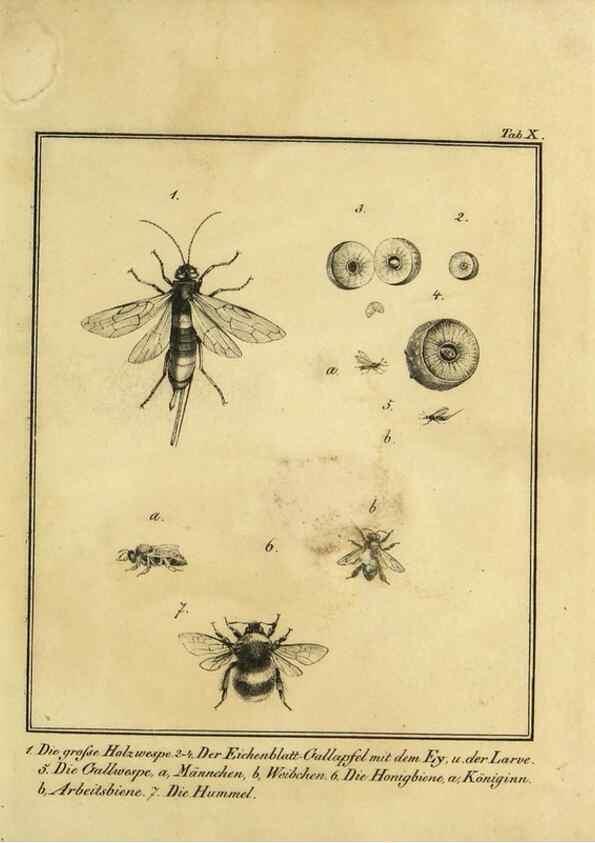 Reproducción/Reproduction 9305465673: Naturhistorische Beschreibung der Insekten.. München,Im verlage der lithographischen Kunst-Anstalt,1822.