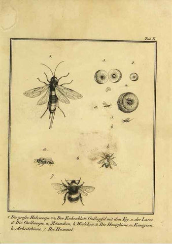 Reproducción/Reproduction 9305465673: Naturhistorische Beschreibung der Insekten.. München,Im verlage der lithographischen Kunst-Anstalt,1822.