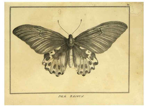 Reproducción/Reproduction 9305467947: Naturhistorische Beschreibung der Insekten.. München,Im verlage der lithographischen Kunst-Anstalt,1822.