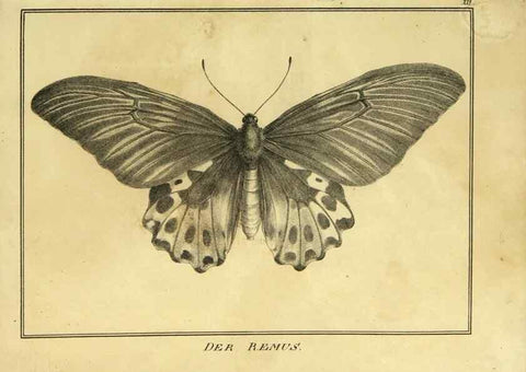 Reproducción/Reproduction 9305467947: Naturhistorische Beschreibung der Insekten.. München,Im verlage der lithographischen Kunst-Anstalt,1822.