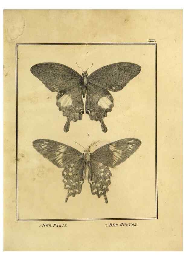 Reproducción/Reproduction 9308251578: Naturhistorische Beschreibung der Insekten.. München,Im verlage der lithographischen Kunst-Anstalt,1822.