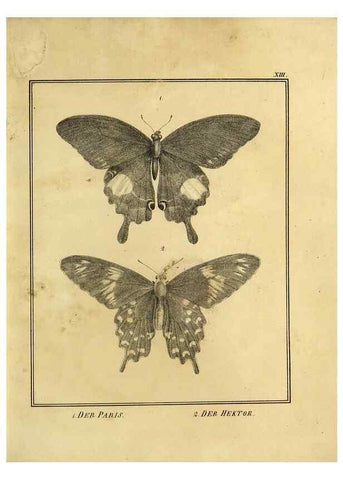 Reproducción/Reproduction 9308251578: Naturhistorische Beschreibung der Insekten.. München,Im verlage der lithographischen Kunst-Anstalt,1822.
