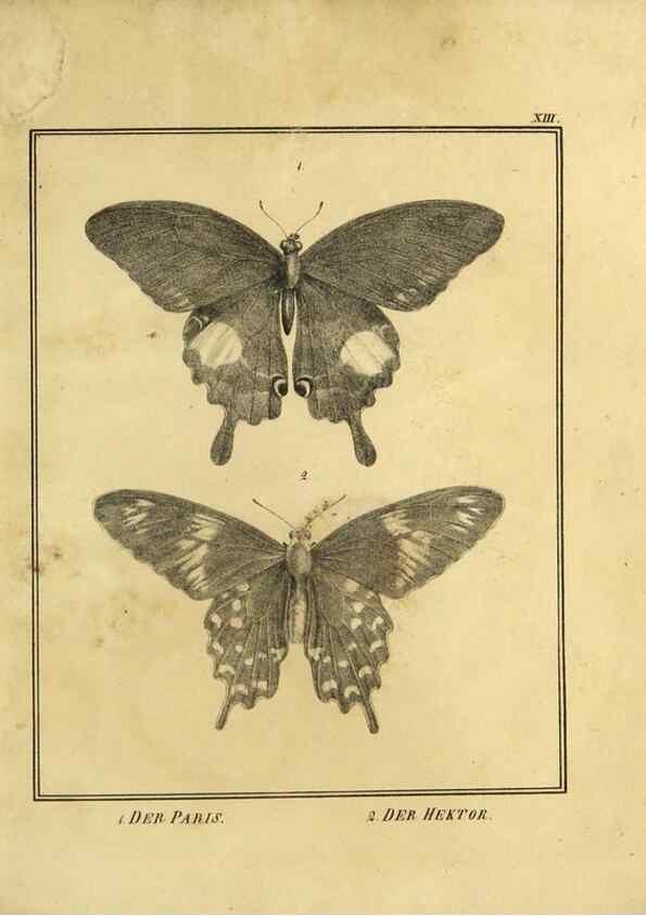 Reproducción/Reproduction 9308251578: Naturhistorische Beschreibung der Insekten.. München,Im verlage der lithographischen Kunst-Anstalt,1822.