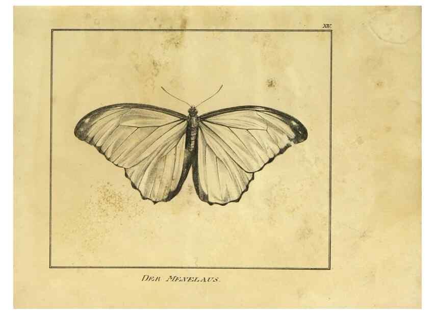 Reproducción/Reproduction 9308252696: Naturhistorische Beschreibung der Insekten.. München,Im verlage der lithographischen Kunst-Anstalt,1822.