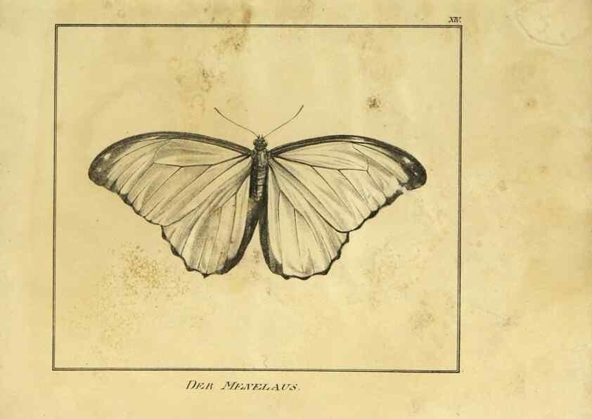Reproducción/Reproduction 9308252696: Naturhistorische Beschreibung der Insekten.. München,Im verlage der lithographischen Kunst-Anstalt,1822.