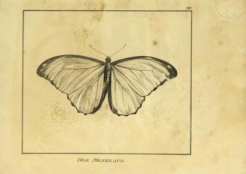 Reproducción/Reproduction 9308252696: Naturhistorische Beschreibung der Insekten.. München,Im verlage der lithographischen Kunst-Anstalt,1822.