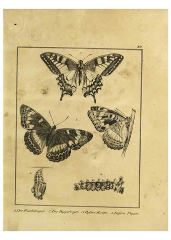 Reproducción/Reproduction 9305471371: Naturhistorische Beschreibung der Insekten.. München,Im verlage der lithographischen Kunst-Anstalt,1822.