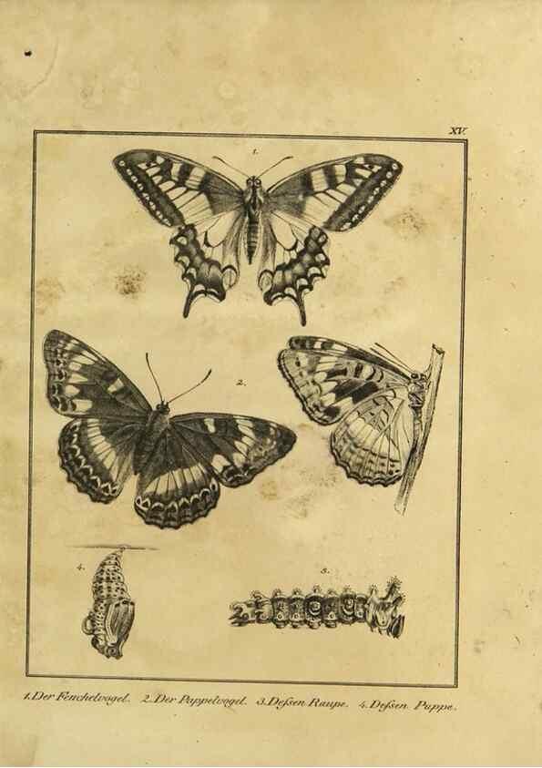 Reproducción/Reproduction 9305471371: Naturhistorische Beschreibung der Insekten.. München,Im verlage der lithographischen Kunst-Anstalt,1822.