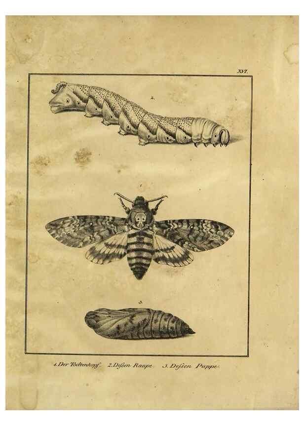 Reproducción/Reproduction 9308255132: Naturhistorische Beschreibung der Insekten.. München,Im verlage der lithographischen Kunst-Anstalt,1822.