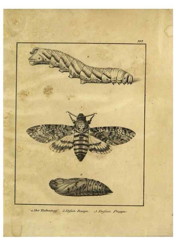 Reproducción/Reproduction 9308255132: Naturhistorische Beschreibung der Insekten.. München,Im verlage der lithographischen Kunst-Anstalt,1822.