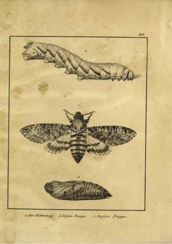 Reproducción/Reproduction 9308255132: Naturhistorische Beschreibung der Insekten.. München,Im verlage der lithographischen Kunst-Anstalt,1822.