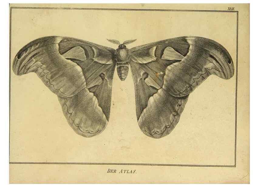 Reproducción/Reproduction 9305473797: Naturhistorische Beschreibung der Insekten.. München,Im verlage der lithographischen Kunst-Anstalt,1822.