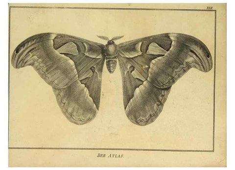 Reproducción/Reproduction 9305473797: Naturhistorische Beschreibung der Insekten.. München,Im verlage der lithographischen Kunst-Anstalt,1822.