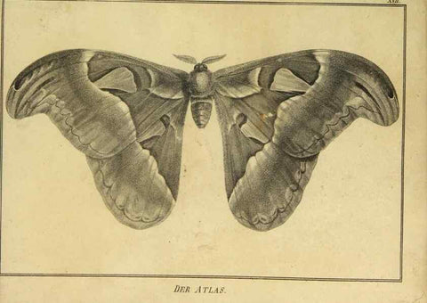 Reproducción/Reproduction 9305473797: Naturhistorische Beschreibung der Insekten.. München,Im verlage der lithographischen Kunst-Anstalt,1822.
