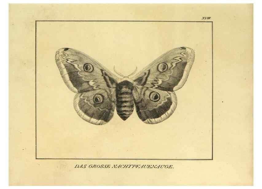 Reproducción/Reproduction 9305474847: Naturhistorische Beschreibung der Insekten.. München,Im verlage der lithographischen Kunst-Anstalt,1822.