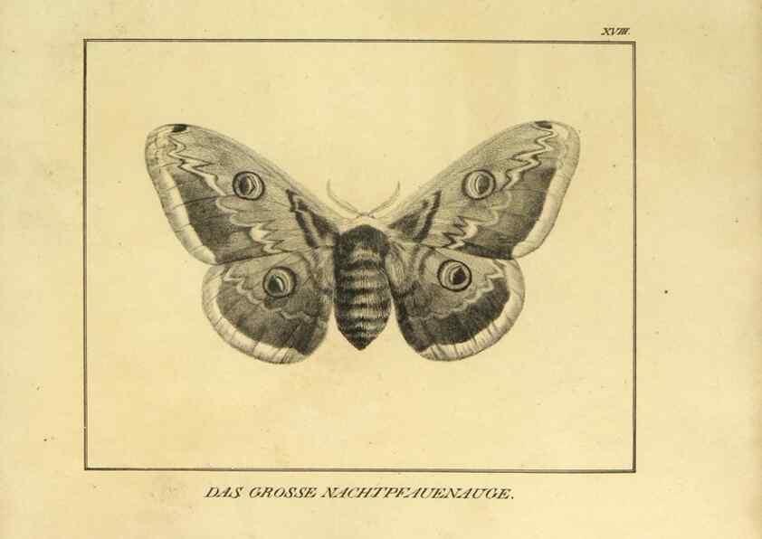 Reproducción/Reproduction 9305474847: Naturhistorische Beschreibung der Insekten.. München,Im verlage der lithographischen Kunst-Anstalt,1822.