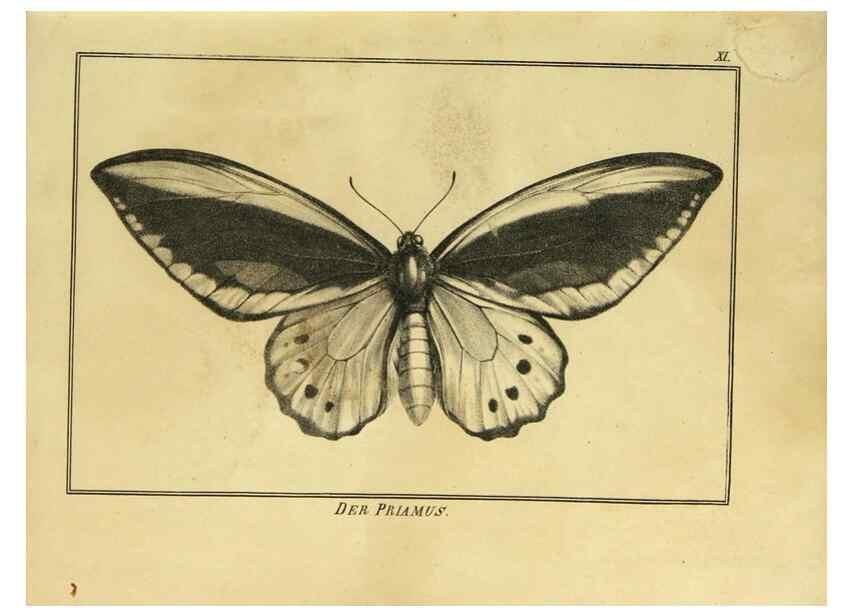 Reproducción/Reproduction 9305466737: Naturhistorische Beschreibung der Insekten.. München,Im verlage der lithographischen Kunst-Anstalt,1822.