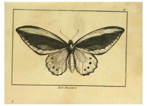 Reproducción/Reproduction 9305466737: Naturhistorische Beschreibung der Insekten.. München,Im verlage der lithographischen Kunst-Anstalt,1822.