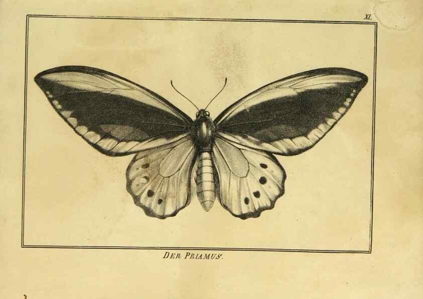 Reproducción/Reproduction 9305466737: Naturhistorische Beschreibung der Insekten.. München,Im verlage der lithographischen Kunst-Anstalt,1822.