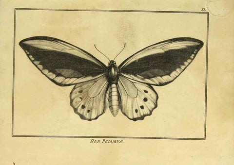 Reproducción/Reproduction 9305466737: Naturhistorische Beschreibung der Insekten.. München,Im verlage der lithographischen Kunst-Anstalt,1822.