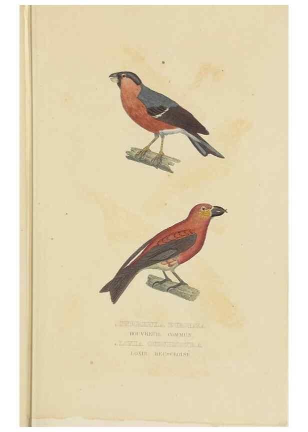 Reproducción/Reproduction 9368402431: Dictionnaire classique des sciences naturelles :. Brussels :Meline, Cans et Ce.,1853.