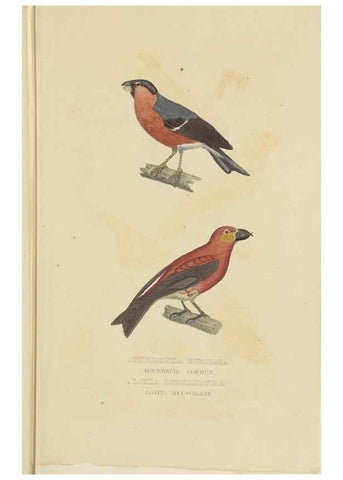 Reproducción/Reproduction 9368402431: Dictionnaire classique des sciences naturelles :. Brussels :Meline, Cans et Ce.,1853.