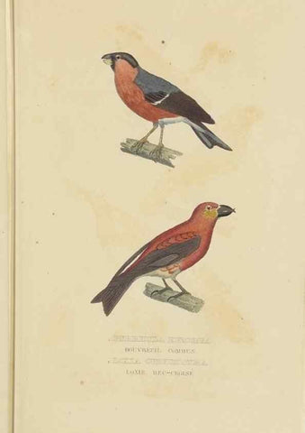 Reproducción/Reproduction 9368402431: Dictionnaire classique des sciences naturelles :. Brussels :Meline, Cans et Ce.,1853.