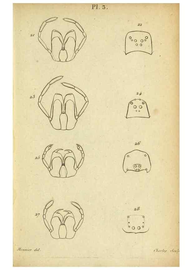 Reproducción/Reproduction 9355907955: Tableau des aranéïdes .... Paris,Impr. de Dentu,1805.
