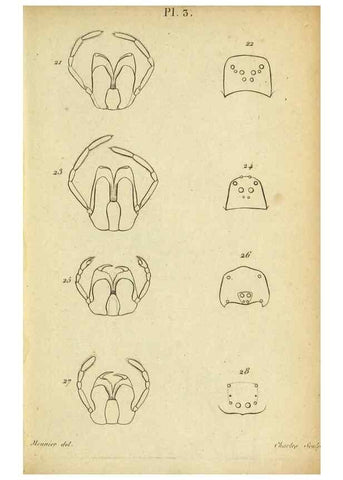 Reproducción/Reproduction 9355907955: Tableau des aranéïdes .... Paris,Impr. de Dentu,1805.