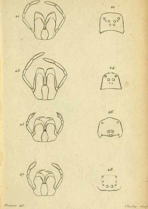 Reproducción/Reproduction 9355907955: Tableau des aranéïdes .... Paris,Impr. de Dentu,1805.