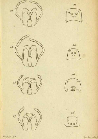 Reproducción/Reproduction 9355907955: Tableau des aranéïdes .... Paris,Impr. de Dentu,1805.