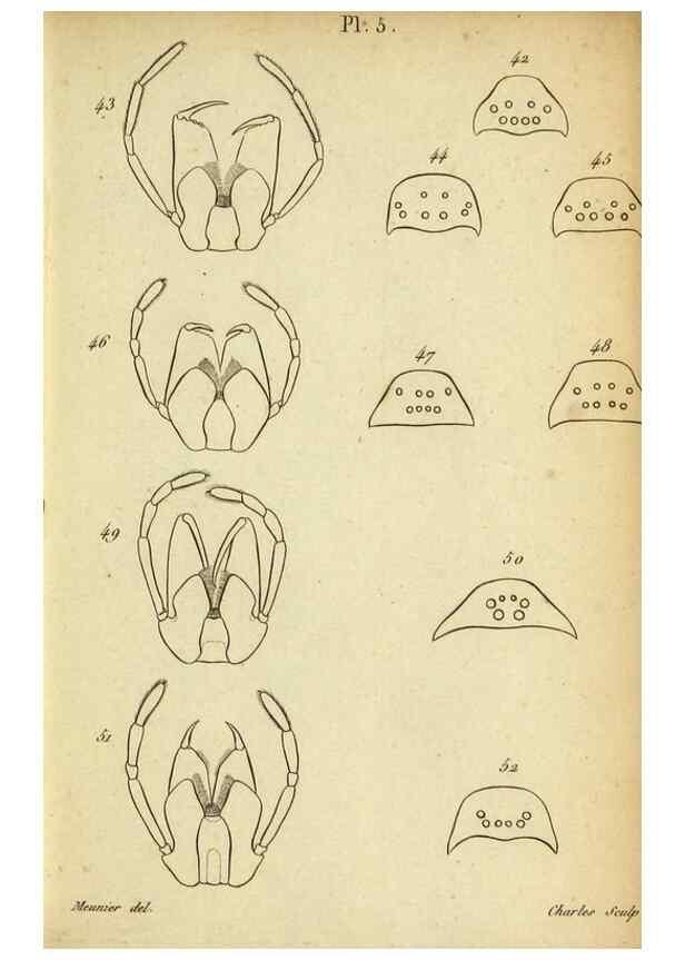 Reproducción/Reproduction 9355909533: Tableau des aranéïdes .... Paris,Impr. de Dentu,1805.