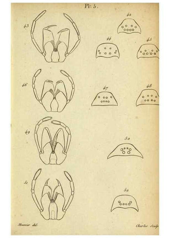 Reproducción/Reproduction 9355909533: Tableau des aranéïdes .... Paris,Impr. de Dentu,1805.