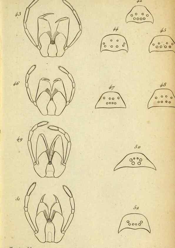 Reproducción/Reproduction 9355909533: Tableau des aranéïdes .... Paris,Impr. de Dentu,1805.