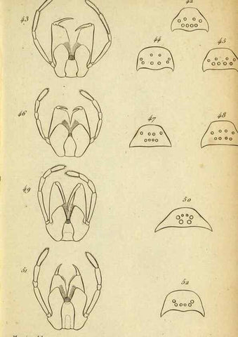 Reproducción/Reproduction 9355909533: Tableau des aranéïdes .... Paris,Impr. de Dentu,1805.