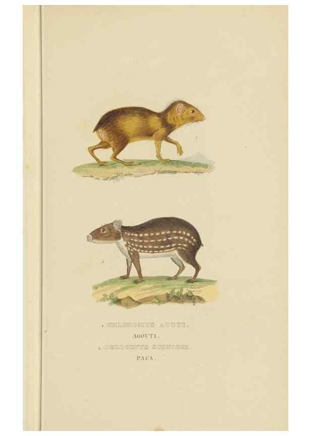 Reproducción/Reproduction 9368385137: Dictionnaire classique des sciences naturelles :. Brussels :Meline, Cans et Ce.,1853.