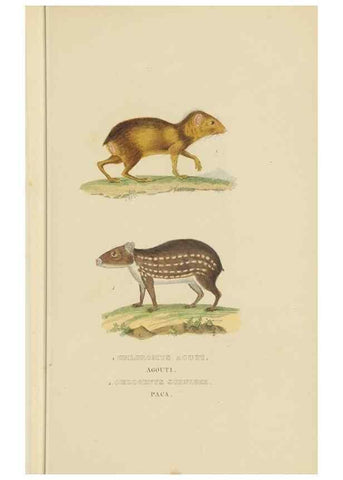 Reproducción/Reproduction 9368385137: Dictionnaire classique des sciences naturelles :. Brussels :Meline, Cans et Ce.,1853.