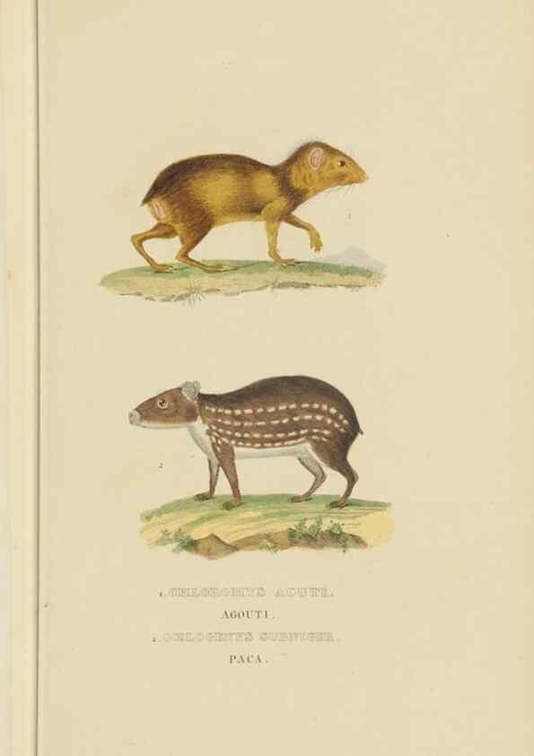 Reproducción/Reproduction 9368385137: Dictionnaire classique des sciences naturelles :. Brussels :Meline, Cans et Ce.,1853.