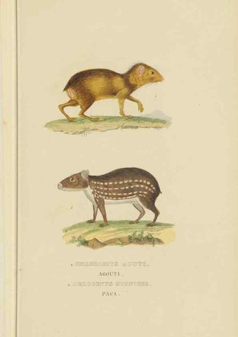 Reproducción/Reproduction 9368385137: Dictionnaire classique des sciences naturelles :. Brussels :Meline, Cans et Ce.,1853.