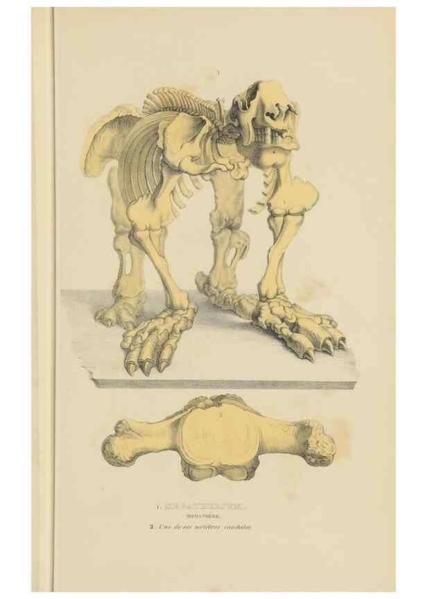 Reproducción/Reproduction 9368385977: Dictionnaire classique des sciences naturelles :. Brussels :Meline, Cans et Ce.,1853.