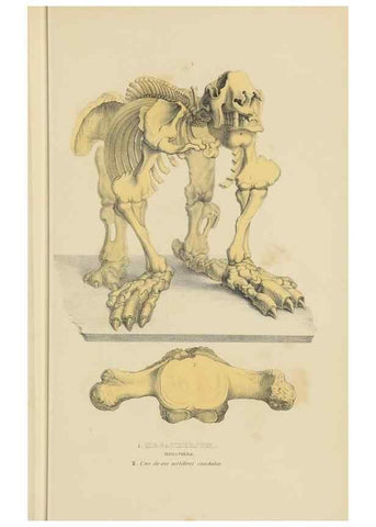 Reproducción/Reproduction 9368385977: Dictionnaire classique des sciences naturelles :. Brussels :Meline, Cans et Ce.,1853.