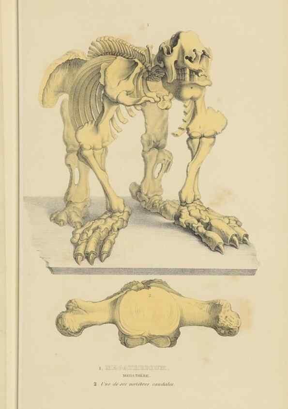 Reproducción/Reproduction 9368385977: Dictionnaire classique des sciences naturelles :. Brussels :Meline, Cans et Ce.,1853.