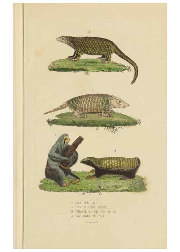 Reproducción/Reproduction 9371165976: Dictionnaire classique des sciences naturelles :. Brussels :Meline, Cans et Ce.,1853.