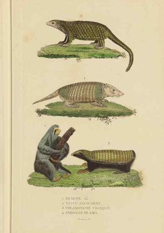 Reproducción/Reproduction 9371165976: Dictionnaire classique des sciences naturelles :. Brussels :Meline, Cans et Ce.,1853.
