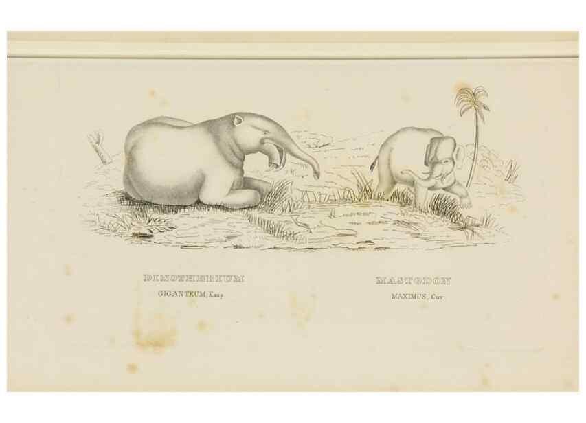 Reproducción/Reproduction 9368387665: Dictionnaire classique des sciences naturelles :. Brussels :Meline, Cans et Ce.,1853.