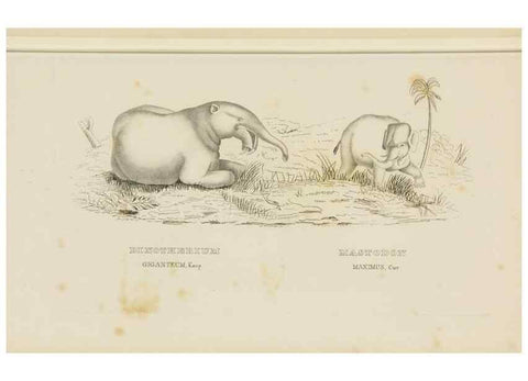 Reproducción/Reproduction 9368387665: Dictionnaire classique des sciences naturelles :. Brussels :Meline, Cans et Ce.,1853.