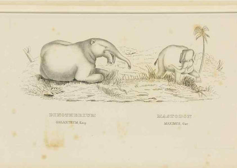Reproducción/Reproduction 9368387665: Dictionnaire classique des sciences naturelles :. Brussels :Meline, Cans et Ce.,1853.